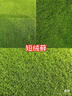 匯種草農(nóng)苔蘚孢子粉四季鮮活青苔綠植短絨吸水石種子微景觀盆景造假山草籽 瓶裝混合苔蘚孢子粉精品約80毫升 精選【11克】包發(fā)芽 曬單實(shí)拍圖