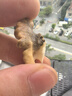 鮮級佳大涼山新鮮濕核桃去青皮嫩核桃老樹薄紙皮核桃孕婦專用生核桃新貨 凈重5斤【去青皮】送夾子 曬單實拍圖