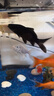 中國(guó)紅冷水淡水觀賞魚(yú)錦鯉魚(yú)活魚(yú)金魚(yú)小型好養(yǎng)紅鯉魚(yú)純種小錦鯉 6-8CM黑白黃紅【龍鳳】各一條 曬單實(shí)拍圖