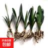 特價(jià)大盆君子蘭盆栽名貴國(guó)寶級(jí)花卉苗綠植物圓頭和尚室內(nèi)四季好養(yǎng) 01：【特惠款】5-8片葉子+帶土 送肥料【不含盆】 曬單實(shí)拍圖