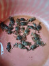 淡水大閘蟹苗河蟹苗毛蟹稻田蟹養(yǎng)殖中華蟹扣蟹幼苗螃蟹小蟹苗活體 3斤送0.5斤路損（中苗50—80只/斤 曬單實拍圖