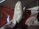 果悠喜 河南哈密冰糖薯烤紅薯番薯新鮮根莖類蔬菜地瓜健康粗糧軟糯 凈重4.5斤中果8-15個單果150g+ 曬單實(shí)拍圖