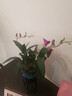 德國(guó)品質(zhì)艾瑩蘭花苗紫云潑墨石斛蘭 現(xiàn)帶花苞四季好養(yǎng)綠植物盆栽 紫云石斛蘭8苗年底開花送瓷白色 曬單實(shí)拍圖