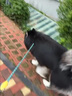 TUFFHOUND它愿狗狗牽引繩賽級(jí)p繩防纏繞防爆沖訓(xùn)犬繩狗繩TF014A黃 曬單實(shí)拍圖
