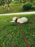 AKC醫(yī)仕高大骨鈣片狗狗貓咪補(bǔ)鈣幼犬成犬大型犬健骨補(bǔ)鈣爆骨鈣片 【健骨補(bǔ)鈣】AKC鈣片500粒+贈(zèng):營(yíng)養(yǎng)膏120g 曬單實(shí)拍圖