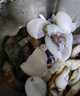 一米漁 新鮮墨魚仔鮮活冷凍小墨魚海鮮水產(chǎn)小烏賊目魚仔火鍋半成品商用 墨魚仔5斤【去皮去內(nèi)臟】 曬單實拍圖