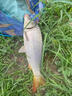 日本進(jìn)口配方逗釣泡沫珠野釣傳統釣假餌垂釣魚(yú)餌料釣魚(yú)珠珠浮力餌 【御】中藥味泡沫餌 曬單實(shí)拍圖