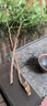 臨雅水培植物九里香盆栽桌面驅蚊綠植室內茉莉鮮花水養(yǎng)花卉懶人四季開 【A級大冠幅】南天竹60-80cm【買一送一】 曬單實拍圖