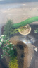 寄居蟹飼養(yǎng)箱盒套裝恒溫造景躲避水盆攀爬兒童禮物新手套餐寵物缸 精靈之森-大套裝【2只寄居蟹+2殼 曬單實拍圖