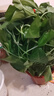 長藤綠蘿盆栽室內(nèi)花卉大葉綠籮水養(yǎng)盆景桌面辦公客廳水培垂吊綠植 精品1白盆藤長80cm左右?guī)?曬單實拍圖