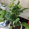 重瓣茉莉花盆栽濃香型南方四季開花帶盆驅(qū)蚊綠植花卉室內(nèi)陽臺庭院 茉莉4~5棵帶花苞發(fā)貨【送郁金香高檔陶瓷盆】 曬單實拍圖