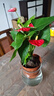 紅掌水培盆栽室內(nèi)易養(yǎng)水生花卉白掌綠植一帆風順客廳觀花植物粉掌 紅掌1顆（不含其他） 整體高度（28-35cm） 曬單實拍圖