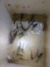 花鰱魚苗活體淡水養(yǎng)殖食用冷水觀賞鮮活鰱鳙魚苗批發(fā)淡水魚附近本地雄魚大頭胖頭魚苗 50條10-13厘米花鰱魚苗【多發(fā)10%防損】 曬單實拍圖