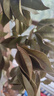開(kāi)時(shí)果 四季桂花盆栽樹(shù)苗濃香型 新中式盆景辦公室內綠植物源頭直發(fā)包郵 精品四季桂+原土發(fā)貨（不含盆） 【整高約40-50cm左右】 曬單實(shí)拍圖