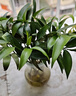驅(qū)蚊竹柏水培植物大棵室內(nèi)水養(yǎng)綠植花卉盆栽辦公室桌面驅(qū)蚊草好養(yǎng) 精選竹柏10棵+肥料 曬單實(shí)拍圖