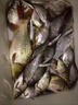 小米酒米百分百小米釣魚(yú)酒米鯽魚(yú)窩料鯉草青魚(yú)通用發(fā)酵窩料魚(yú)餌 純小米窩料【300克*1瓶】試用裝 曬單實(shí)拍圖