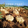 25年正宗宜興鮮百合現(xiàn)挖現(xiàn)發(fā)一斤4頭新鮮蔬菜土特產(chǎn) 新鮮百合 2斤 凈重 曬單實拍圖