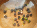 花行榜開口碗蓮種子水培植物睡蓮荷花盆栽種籽 混色60粒+盆+液源頭直發(fā) 曬單實拍圖