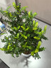 驅(qū)蚊蟲(chóng)清香木盆栽正宗胡椒木花卉綠植四季好養(yǎng)凈化空氣吸甲醛植物 6年大苗1盆【螺紋盆】+肥料 曬單實(shí)拍圖
