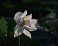 銘匠500mm F6.3全畫幅超遠(yuǎn)攝長(zhǎng)焦鏡頭適用于X卡口E卡口Z卡口RF卡口L卡口相機(jī)銘匠500f6.3定焦鏡頭 黑色 尼康Z卡口 曬單實(shí)拍圖
