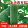 湖南青絲瓜新鮮蔬菜生鮮現摘肉絲瓜清甜可口湘菜必備 青絲瓜 2斤 帶箱 曬單實(shí)拍圖