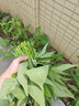 1號(hào)會(huì)員店（One's Member）進(jìn)口烏檀木整木砧板加厚實(shí)木案板雙面家用防霉切菜板 40*28*2.5cm 曬單實(shí)拍圖