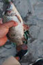 天元天元鄧剛一包搞定釣魚(yú)餌料釣鯽魚(yú)鯉魚(yú)草魚(yú)鳊魚(yú)青魚(yú)野釣通殺餌專(zhuān)用 買(mǎi)二贈一【爆戶(hù)優(yōu)選】 曬單實(shí)拍圖