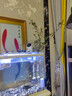 水楊梅小老樁水培魚缸造景溪流缸水陸缸水草植物植物四季常青 水楊梅小樁子1顆 曬單實(shí)拍圖