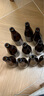 燕京啤酒 V10白啤10度精釀啤酒426ml*12瓶 冰爽暢飲 現(xiàn)貨熱賣  整箱裝 曬單實(shí)拍圖
