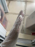 盾護貓美容院專(zhuān)用一次性手套pvc紋繡師足療洗頭推拿精油按摩食品級耐油 美容護理專(zhuān)用手套【100只/盒】 S 曬單實(shí)拍圖