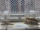 溪石斑魚專用飼料下沉型魚食物娃娃魚六角恐龍底棲魚塘虱魚觀賞魚 小型魚適用 260ml 1桶 【實(shí)惠裝】 曬單實(shí)拍圖