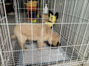 咯咪純種金毛幼犬狗狗活體幼崽寵物狗金毛犬小狗崽活犬尋回犬大型犬 公 曬單實拍圖