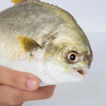 翔泰 海南大規格金鯧魚(yú)550g1條 海魚(yú) 生鮮魚(yú)類(lèi) 火鍋 海鮮水產(chǎn) 中秋 曬單實(shí)拍圖