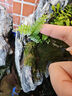 蕨類(lèi)微景觀(guān)苔蘚盆景專(zhuān)用水陸雨林缸假山造景綠植耐陰濕觀(guān)葉植物 波斯頓蕨-5cm左右苗 曬單實(shí)拍圖