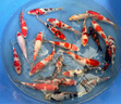 神陽(yáng)專(zhuān)業(yè)錦鯉魚(yú)飼料增色增體育成專(zhuān)用蝴蝶鯉魚(yú)食金魚(yú)糧上浮主食不渾水 神陽(yáng)育成5kg 大粒 曬單實(shí)拍圖