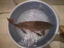 黑坑鯉魚(yú)小藥回鍋魚(yú)滑口魚(yú)水肥臭底裸鯉誘魚(yú)劑餌料果酸添加劑釣魚(yú) 黑坑鯉250ml 曬單實(shí)拍圖