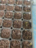 壽禾 長豆角豇豆種子苗搭架農(nóng)家菜園種植蔬菜種籽 豇豆種子25g約120粒 曬單實(shí)拍圖