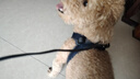 多尼斯（DOGNESS）遛狗繩狗狗牽引繩胸背帶套裝幼小型犬泰迪柯基法斗博美比熊 深藍(lán) 曬單實(shí)拍圖