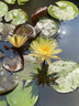 勝畫(huà)水草植物魚(yú)缸專(zhuān)用造景睡蓮水培植物和魚(yú)共養帶花苞一葉蓮水生花卉 多彩睡蓮套餐一 曬單實(shí)拍圖