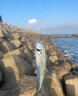 達億瓦（DAIWA）25新款筏釣輪前打筏輪船釣排釣金屬魚(yú)線(xiàn)輪十大知名品牌 65/65L（4.3速比） 左手型 曬單實(shí)拍圖