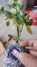 月季花苗四季開(kāi)花帶花苞特大花卉爬藤小苗室內外陽(yáng)臺盆栽薔薇玫瑰 情書(shū)【大花濃香】 不含盆 曬單實(shí)拍圖