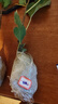 無(wú)花果樹(shù)苗 當年結果 嫁接無(wú)花果苗 地栽盆栽果樹(shù)苗庭院陽(yáng)臺種植水果樹(shù)苗南北方種植 波姬紅 3年苗當年結果 曬單實(shí)拍圖