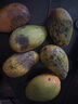 三萌果蔬廣西金煌芒芒果新鮮水果當(dāng)季水仙芒青皮大芒果時(shí)令孕婦整箱批發(fā) 5斤老樹果【單果200g+】 凈4.5斤 曬單實(shí)拍圖