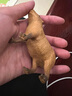 知識花園動物模型玩具兒童3-6歲動物園男女孩生日禮物 56件套 曬單實拍圖