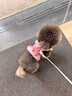 寵物貓咪狗狗衣服薄款牛仔牽引裙公主小型幼犬泰迪博美比熊春夏裝 HN甜心牛仔胸背裙-粉色 S碼(大約適合2-3斤) 曬單實(shí)拍圖