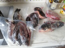 捕漁笙生態(tài)土鯽魚新鮮活魚現(xiàn)殺微山湖淡水小鯽魚月子燉湯紅燒三去凈膛 特大號野鯽魚（每袋1條） 2袋（每袋殺好凈重420克） 曬單實拍圖