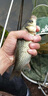 霸統(tǒng)鯽魚釣魚小藥鯽藥酒黑坑野釣水庫鯽魚專用餌料添加劑開口劑誘魚劑 鯽藥酒 曬單實(shí)拍圖