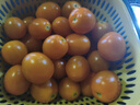 京喜加夏日陽(yáng)光小番茄黃色迷戀圣女果即食水果小柿子現(xiàn)摘現(xiàn)發(fā)減肥 黃色圣女果一斤裝 曬單實(shí)拍圖
