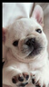 純種法國斗牛犬幼崽藍(lán)色法斗小方體法斗犬活體寵物小狗狗奶白色 血統(tǒng)級(jí) 法斗 公 曬單實(shí)拍圖