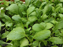 耐高溫蔬菜正宗小菘菜種子四季耐熱速生青菜陽(yáng)臺(tái)青松菜蔬菜種子 小菘菜種子 1包約1000粒 曬單實(shí)拍圖